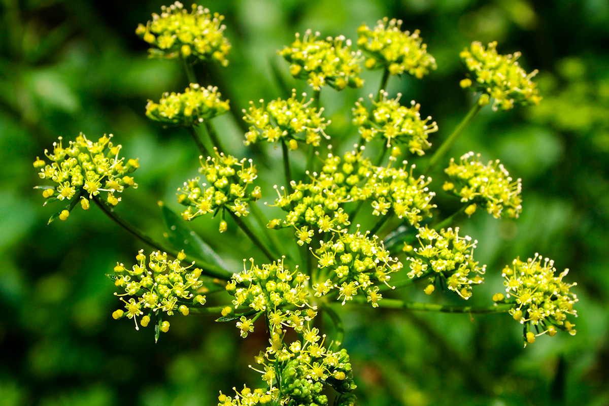 Vild pastinak med gule blomster