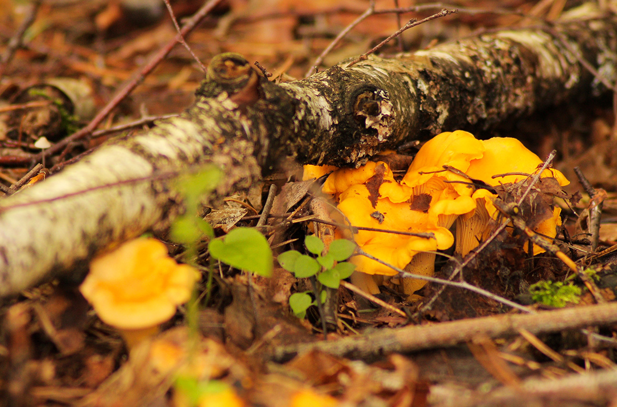 Kantareller i skovbunden