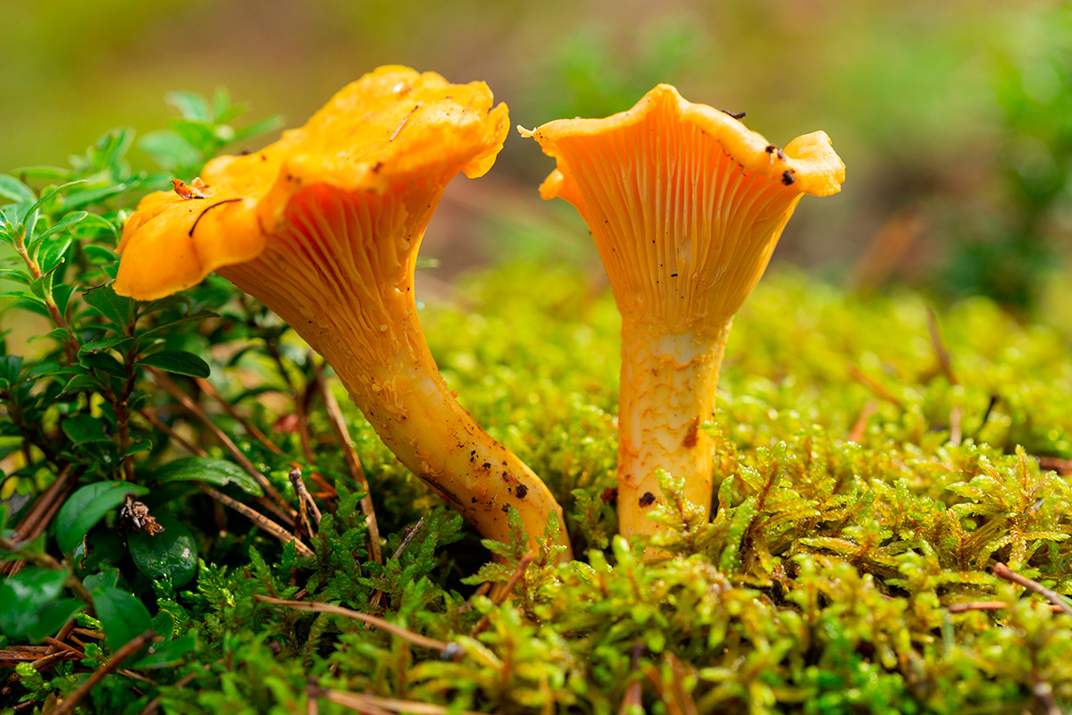 Hvordan ser kantareller ud?