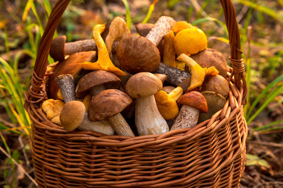 Spiselige svampe og deres giftige dobbeltgængere
