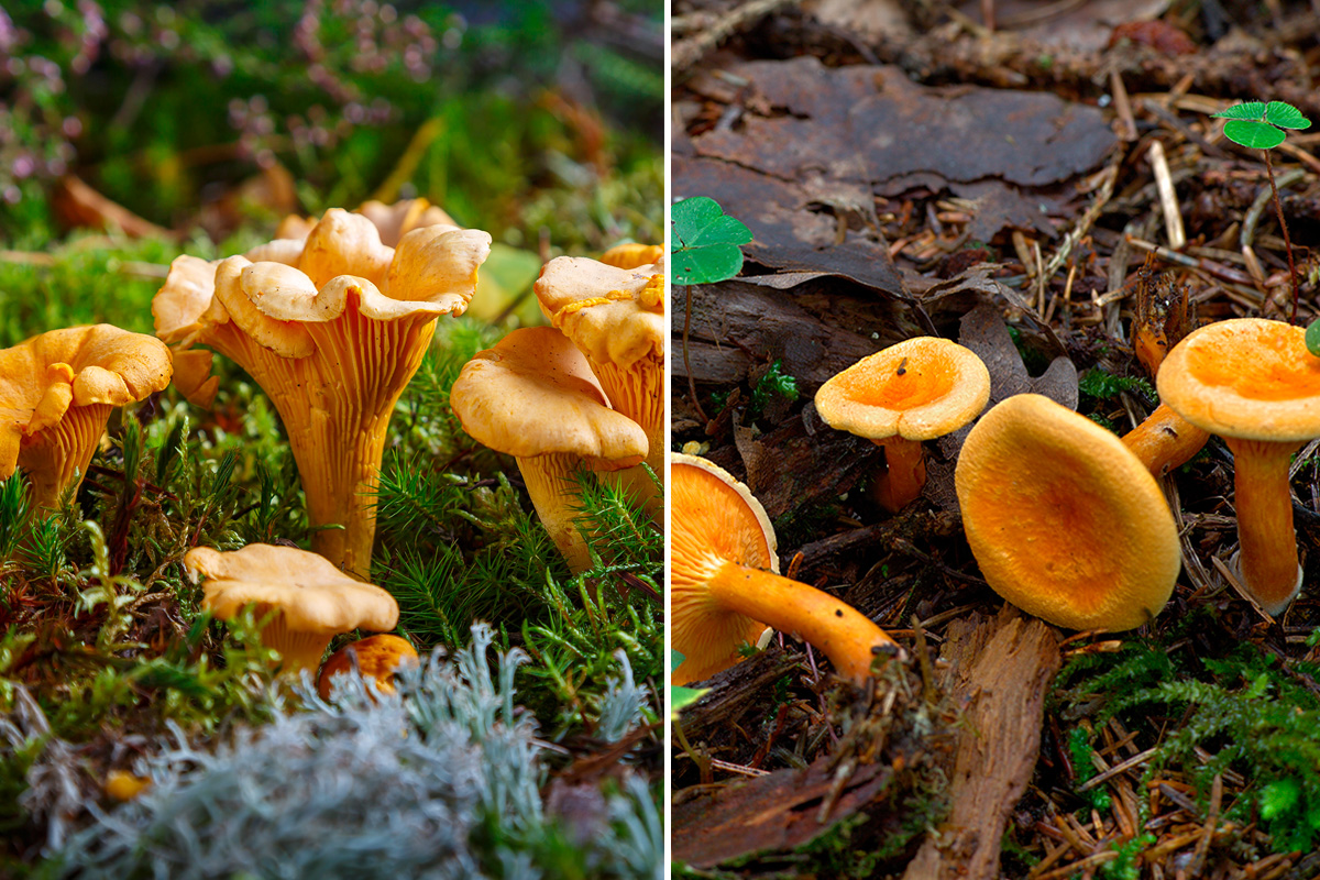 Almindelig Kantarel og orangekantarel