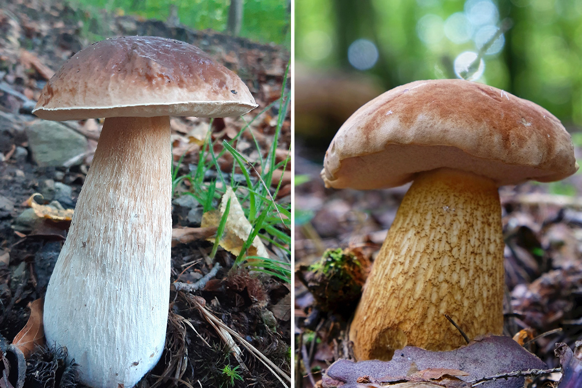 Karl Johan og Galderørhat