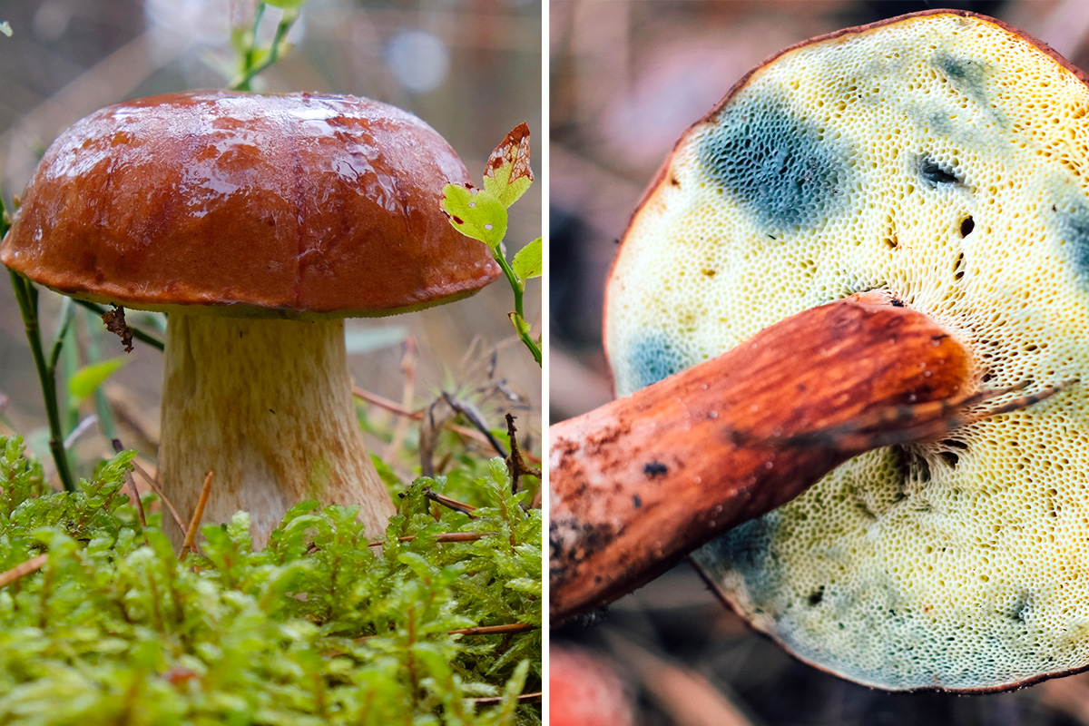 Brunstokket Rørhat kendetegn