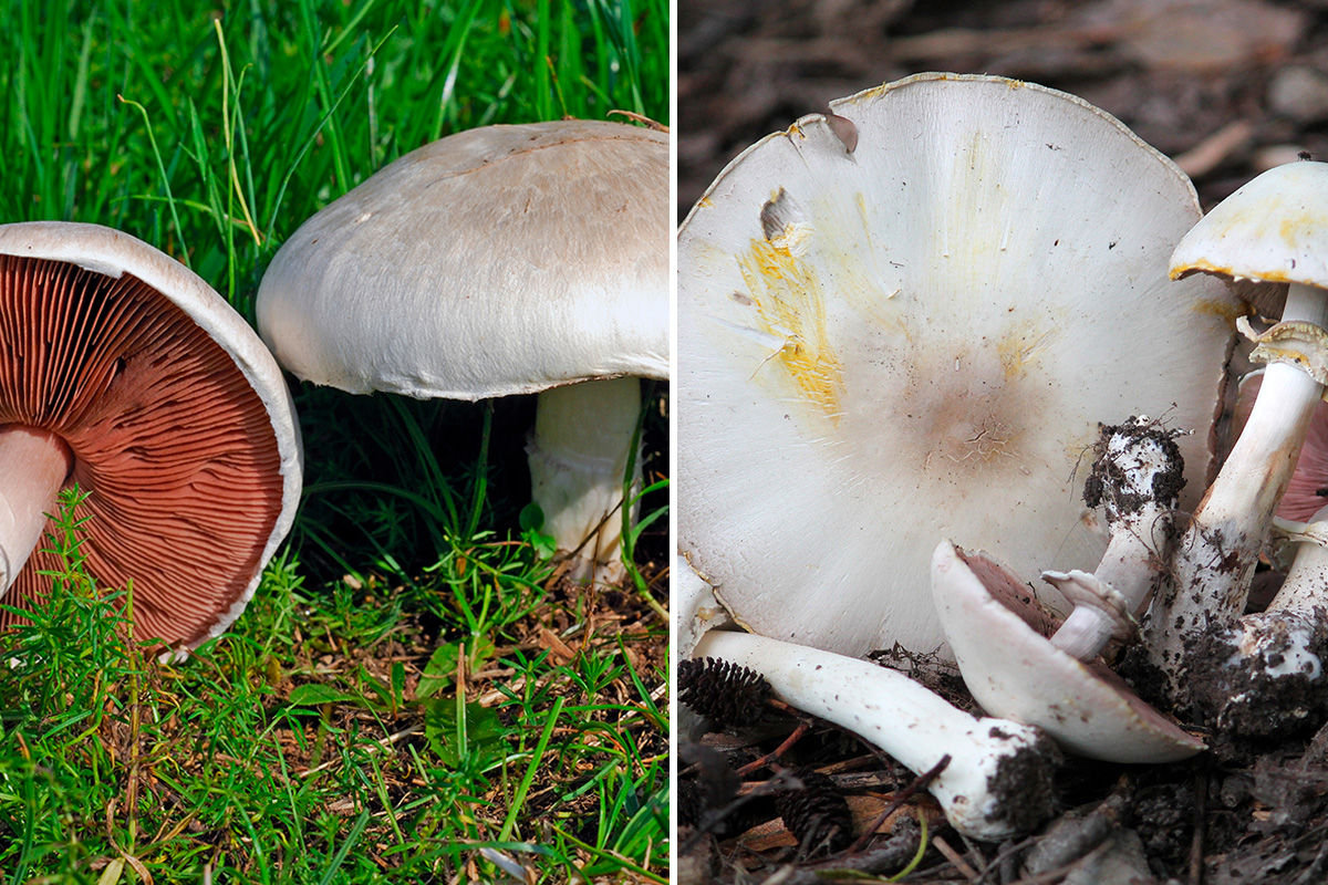 Markchampignon og Karbol-Champignon