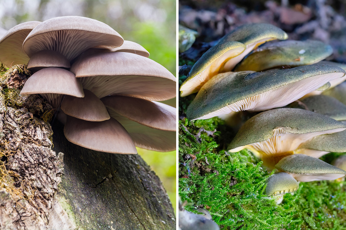 Østershat og Gummihat