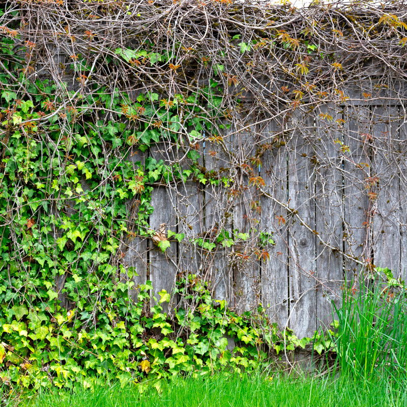Undgå store planter