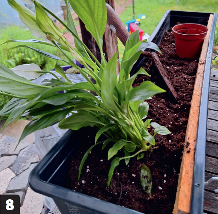 Vertikal hage: Fyll jord og planter i altankassene