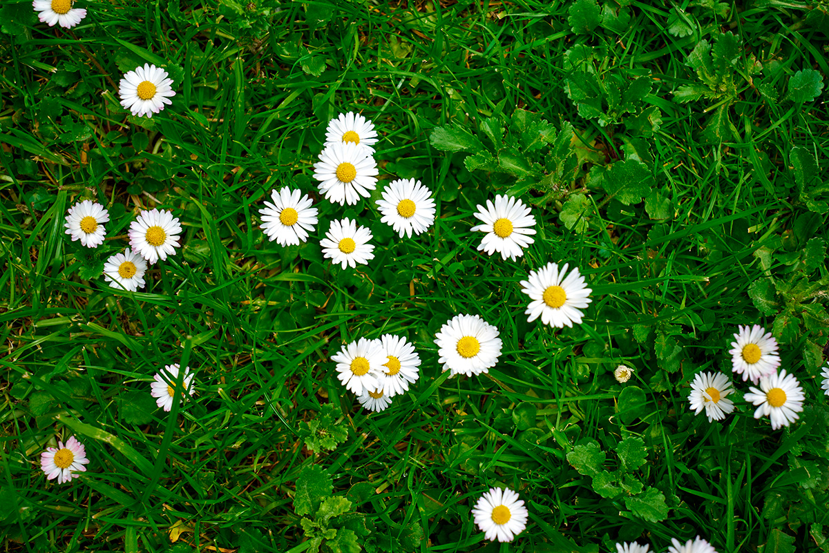 Bellis i græsplæne