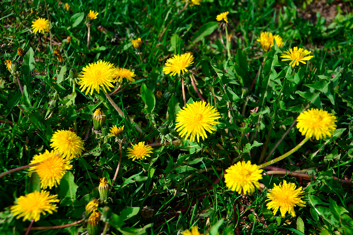 Mælkebøtter i græsplæne