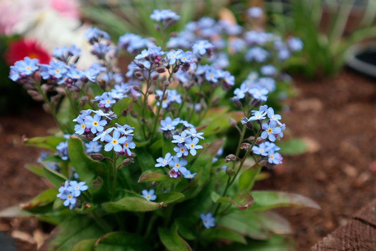 Förgätmigej i trädgården