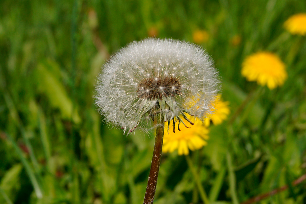 Avblomstret løvetann i plenen