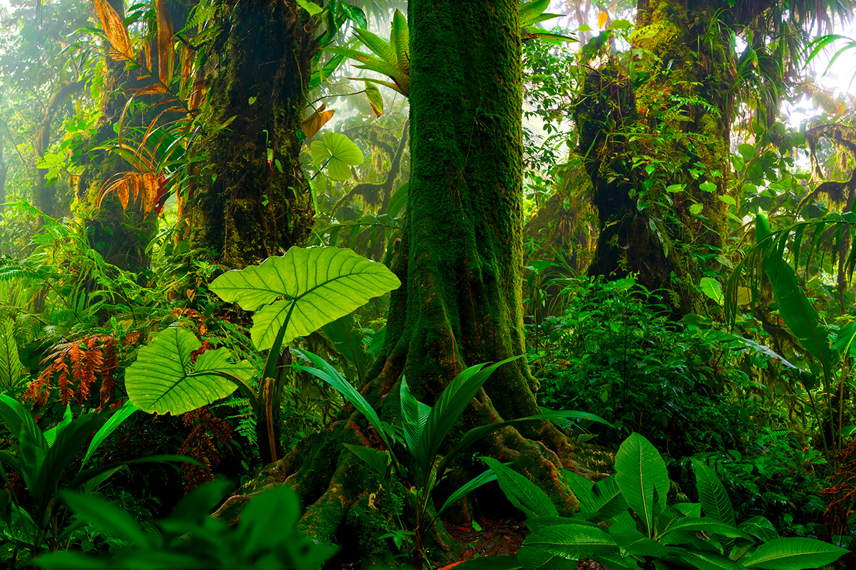 Regnskogen er et økosystem