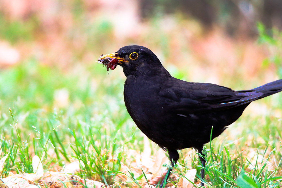 Øk det biologiske mangfoldet med flere fugler i hagen din