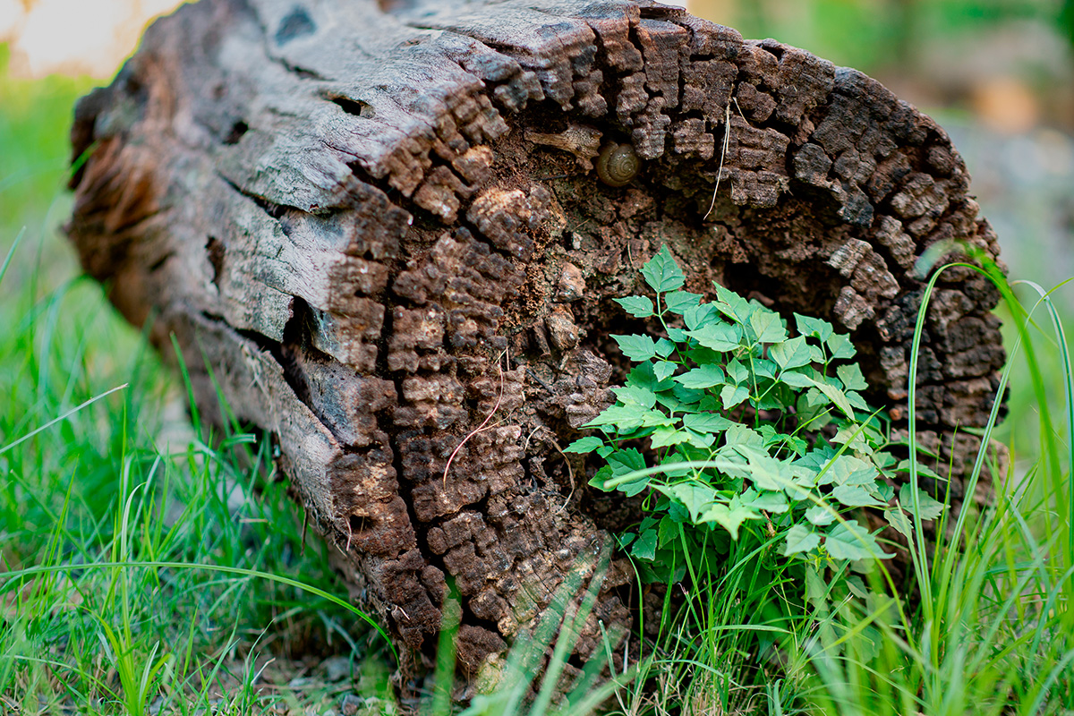 Mer biologisk mangfold i hagen din med død ved