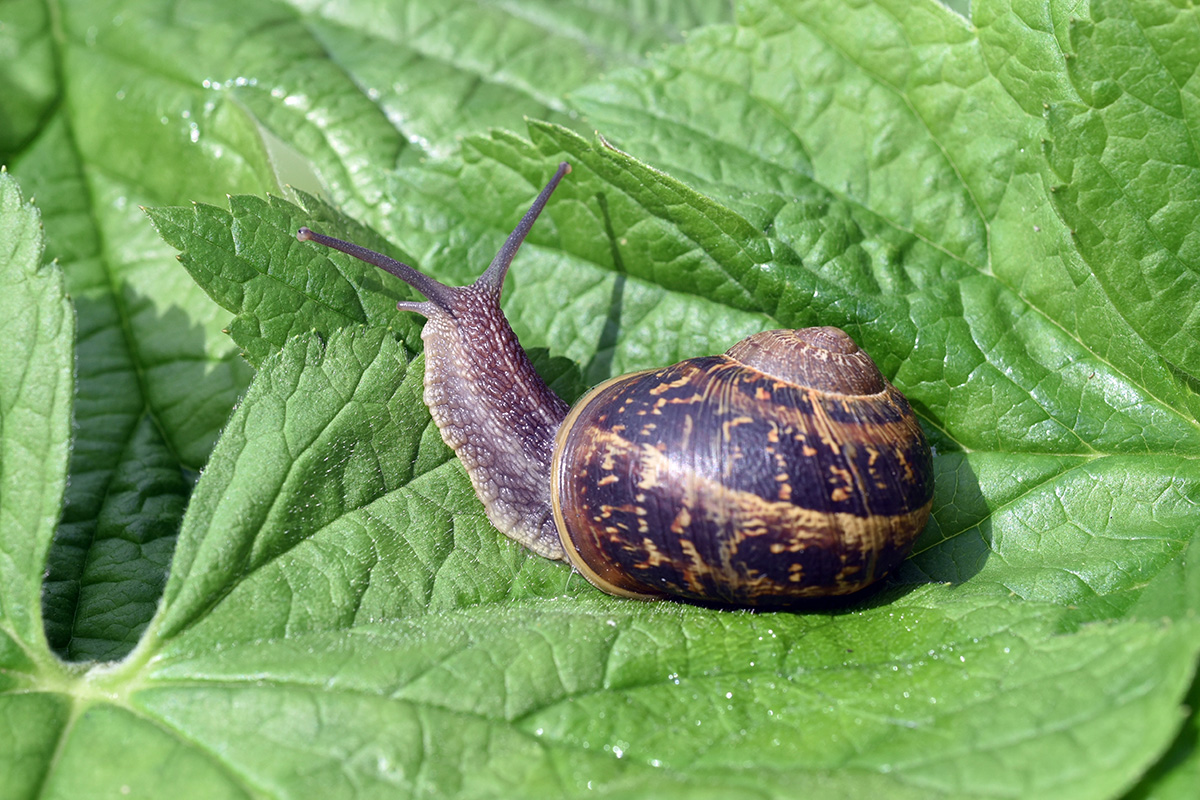 Plettet voldsnegl i haven