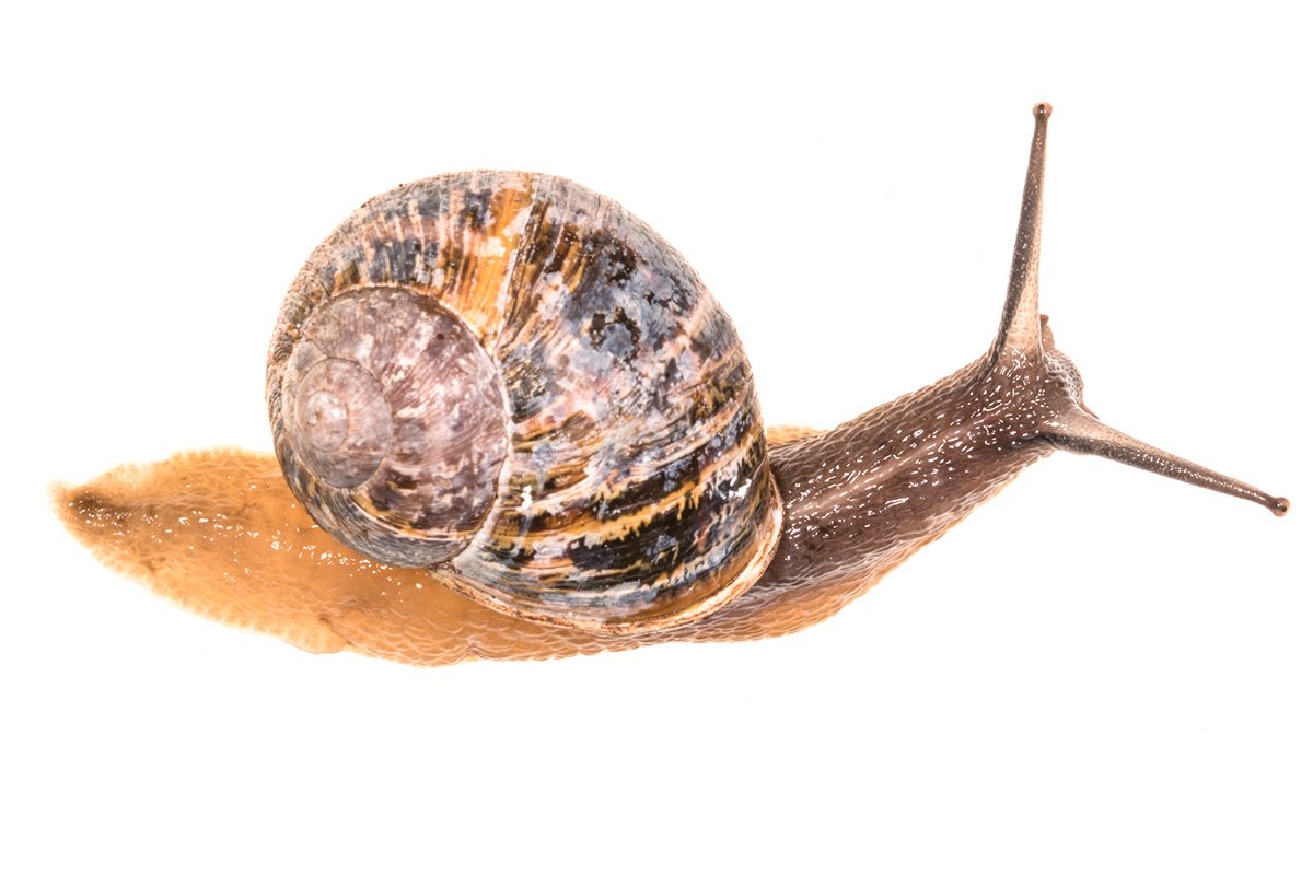 Hur ser den fläckiga vinbergssnäckan ut?