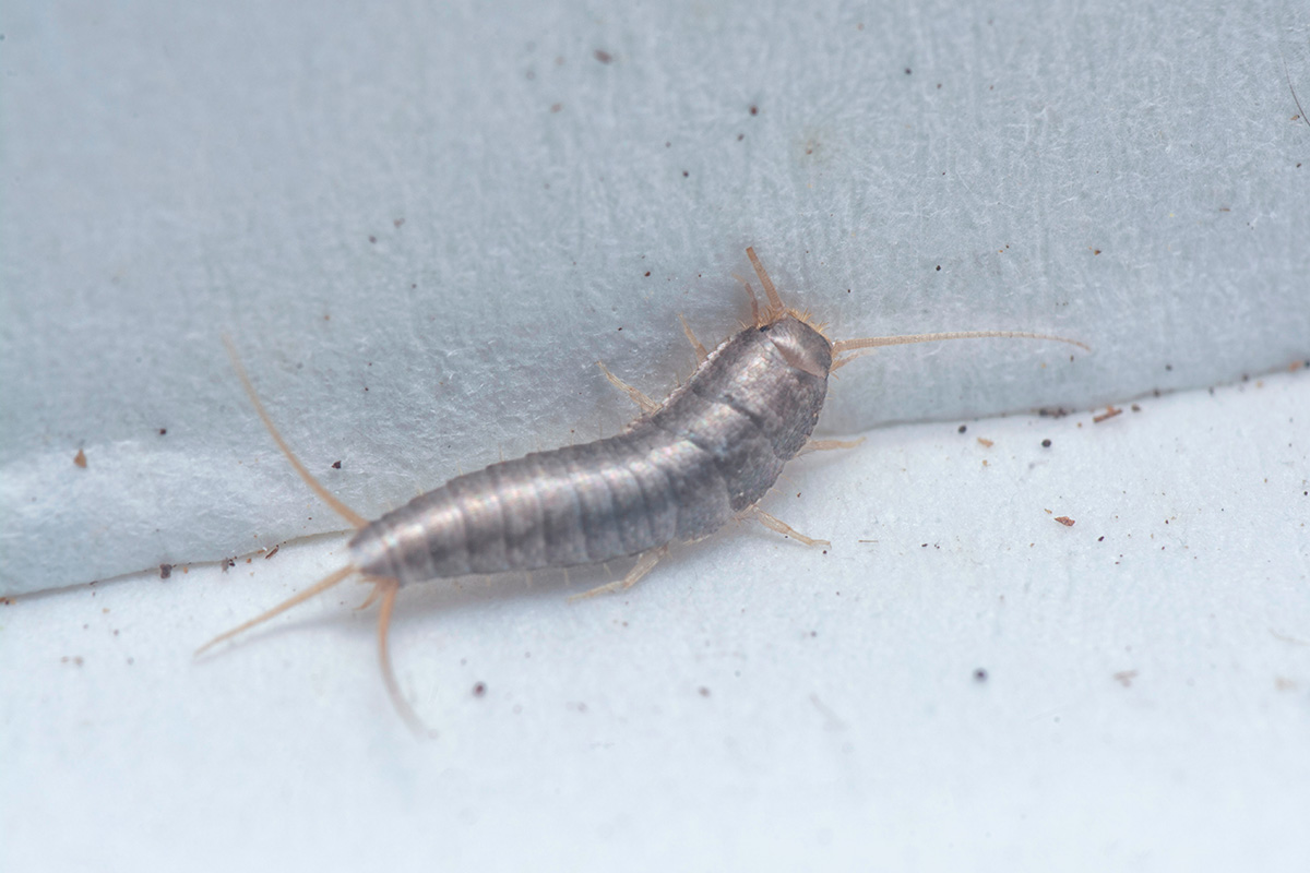 Sokeritoukkien torjunta