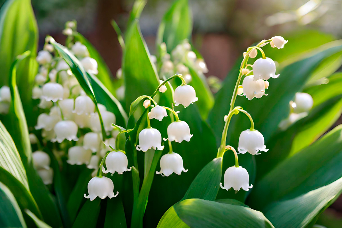 Giftige planter i hagen: Liljekonvall