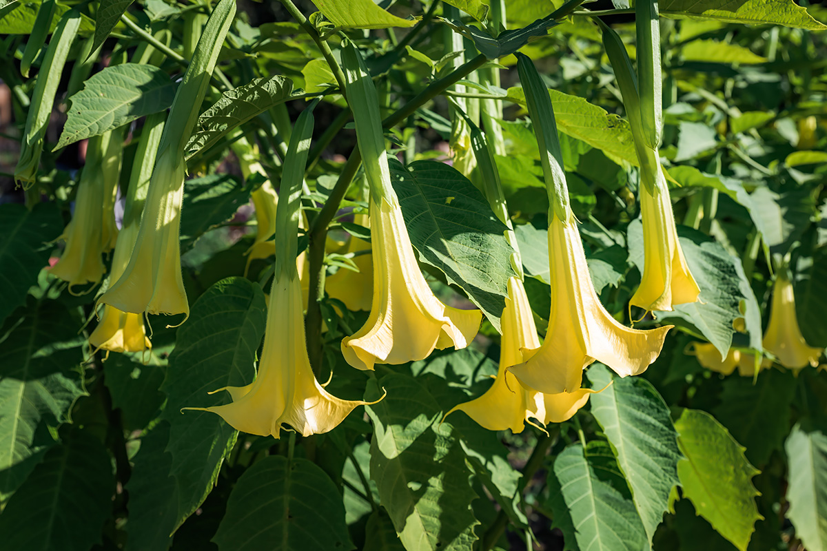 Giftige planter i hagen: Engletrompet
