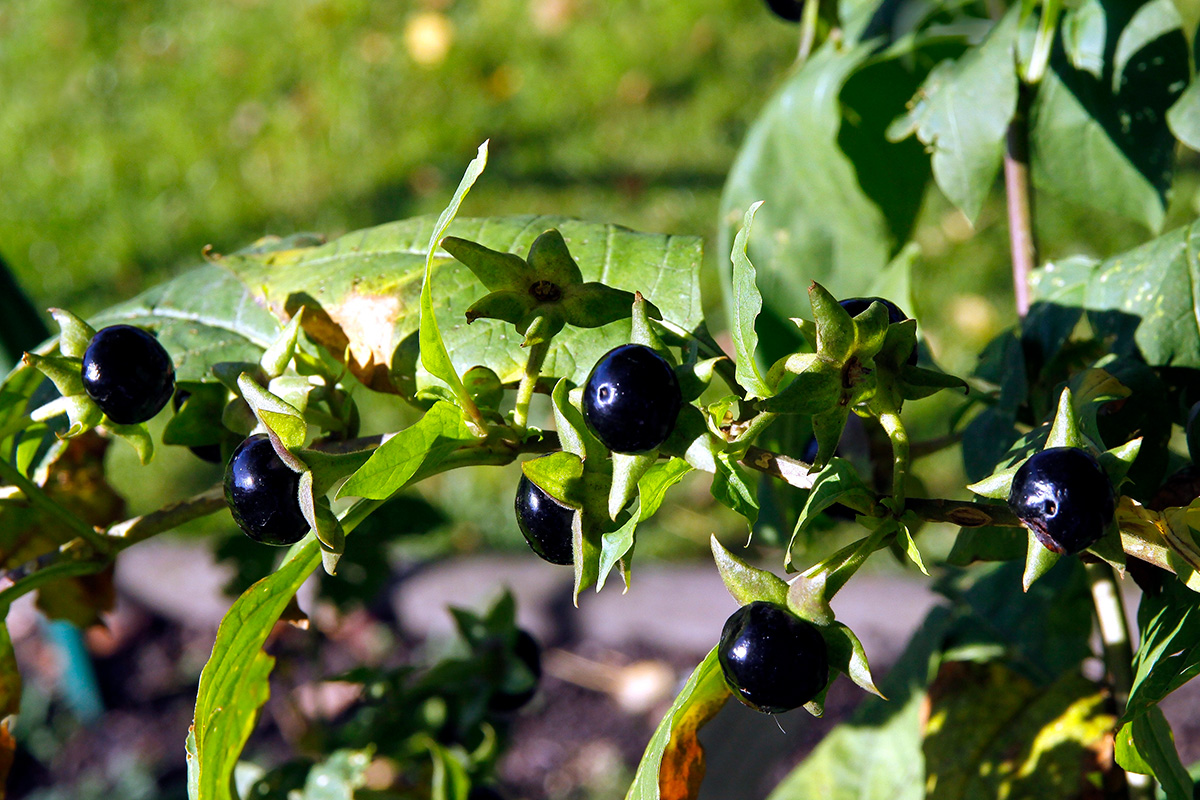 Giftig plante: Galnebær