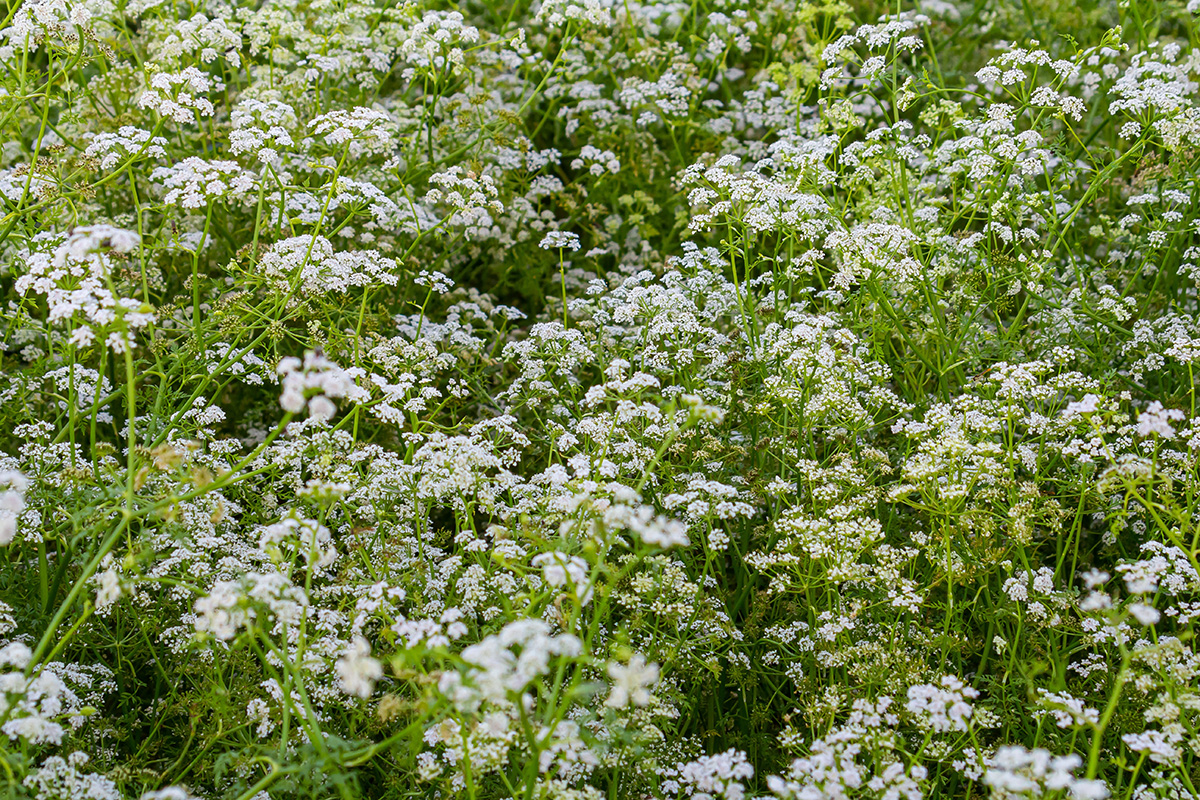 Giftige planter i naturen: Giftkjeks