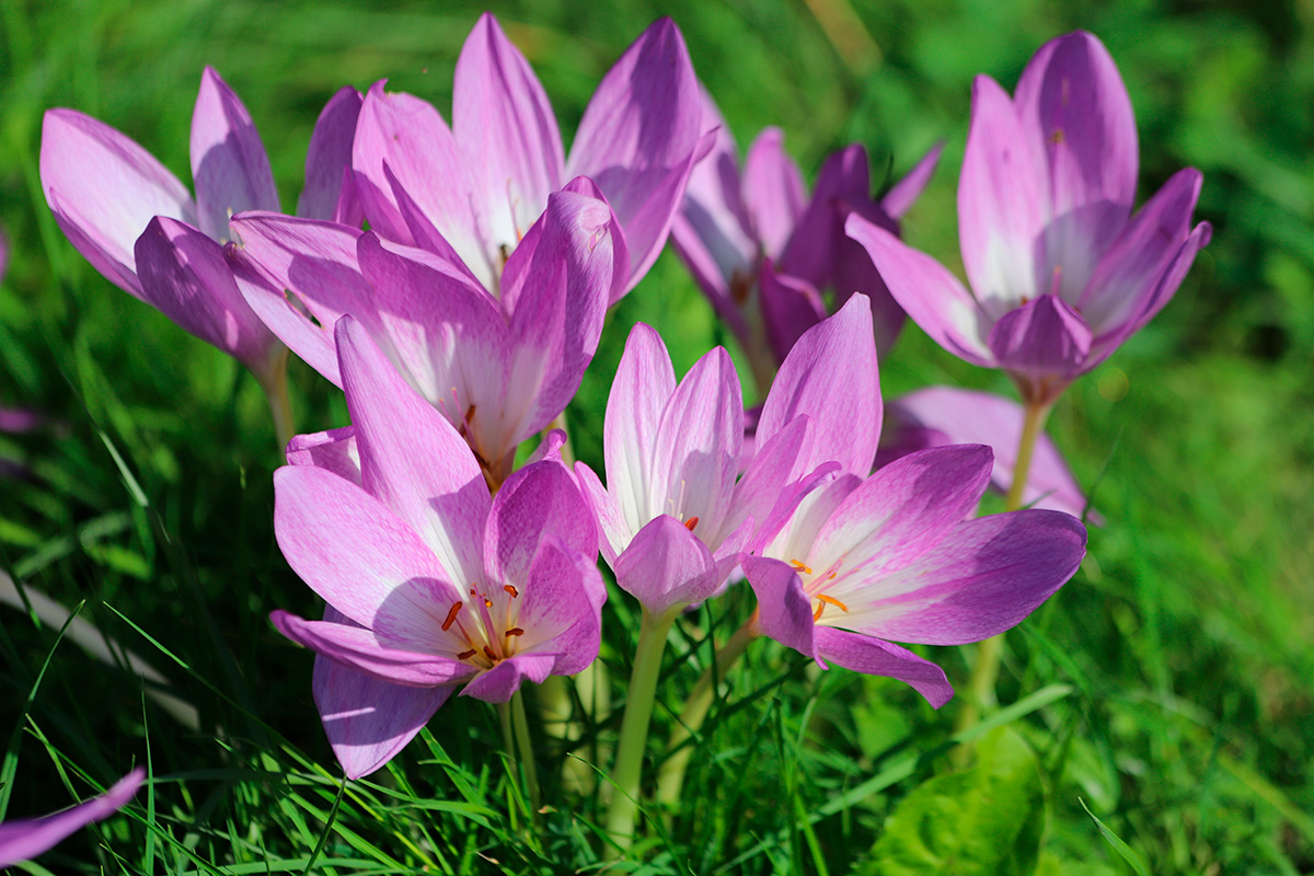 Giftige planter i hagen: Høsttidløs