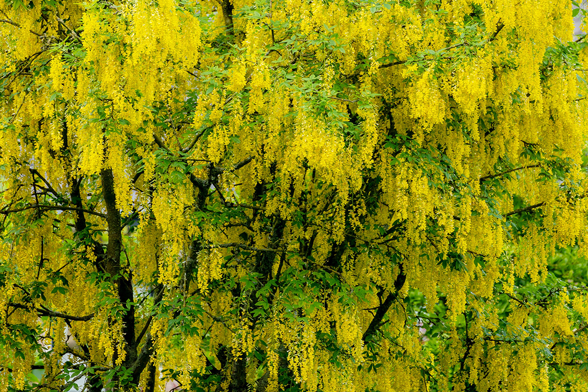 Giftige planter i hagen: Gullregn