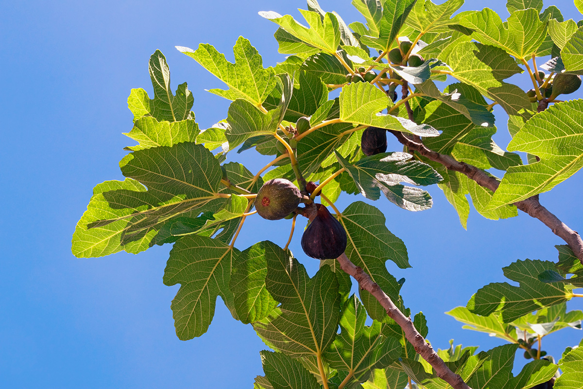 Fikentre utendørs i hagen