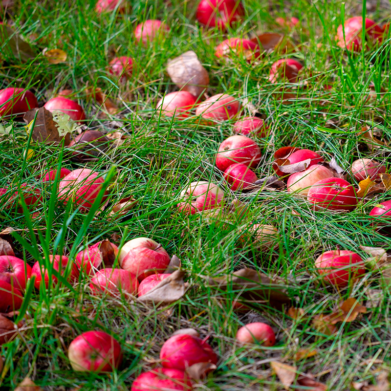 Rotter: Nedfaldsfrugt