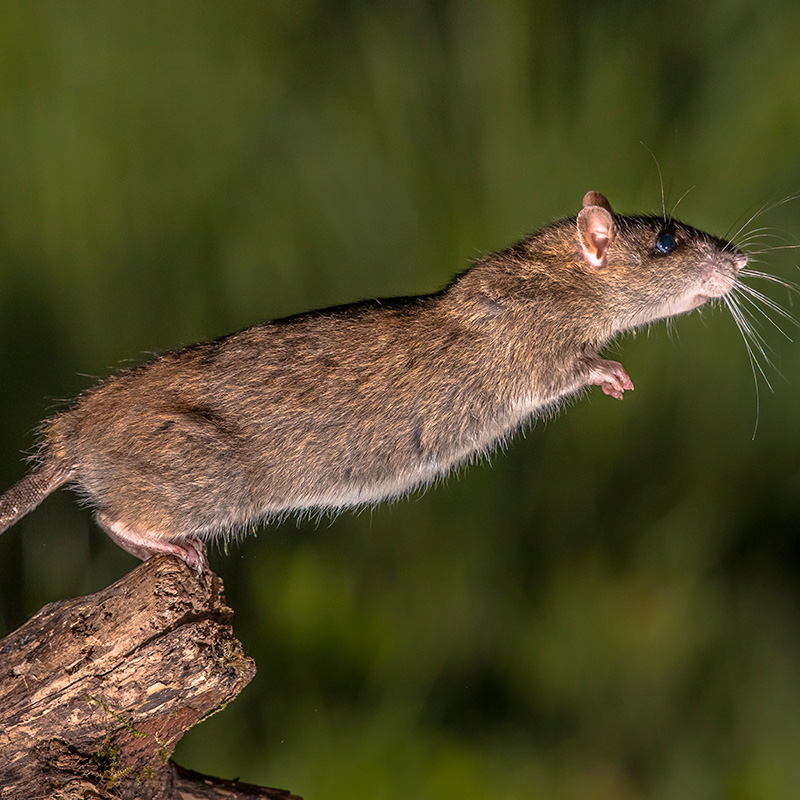 Rotter: Træer og buske