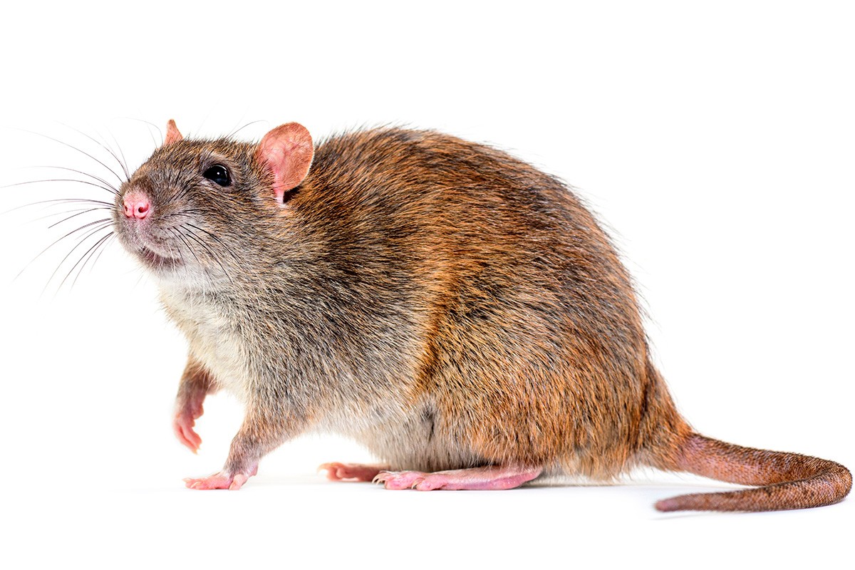 Fakta om rotter