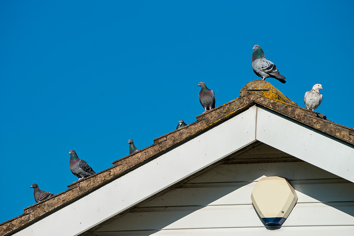 Bli av med duvor i trädgården
