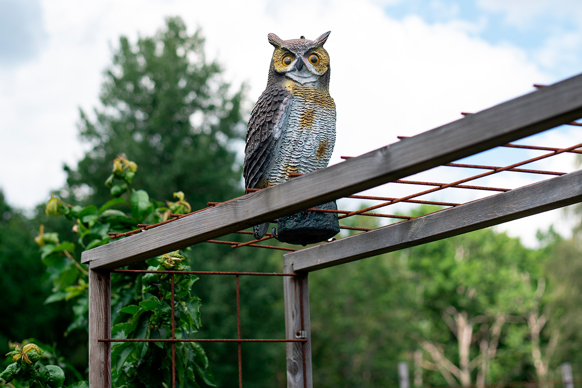 Skrämma bort duvor med en fågelskrämma
