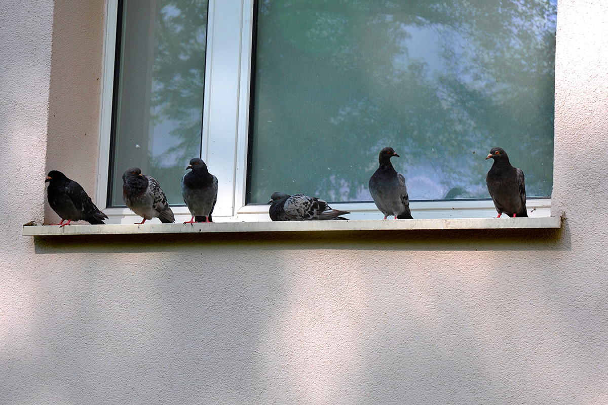 Duvor på fönsterblecket