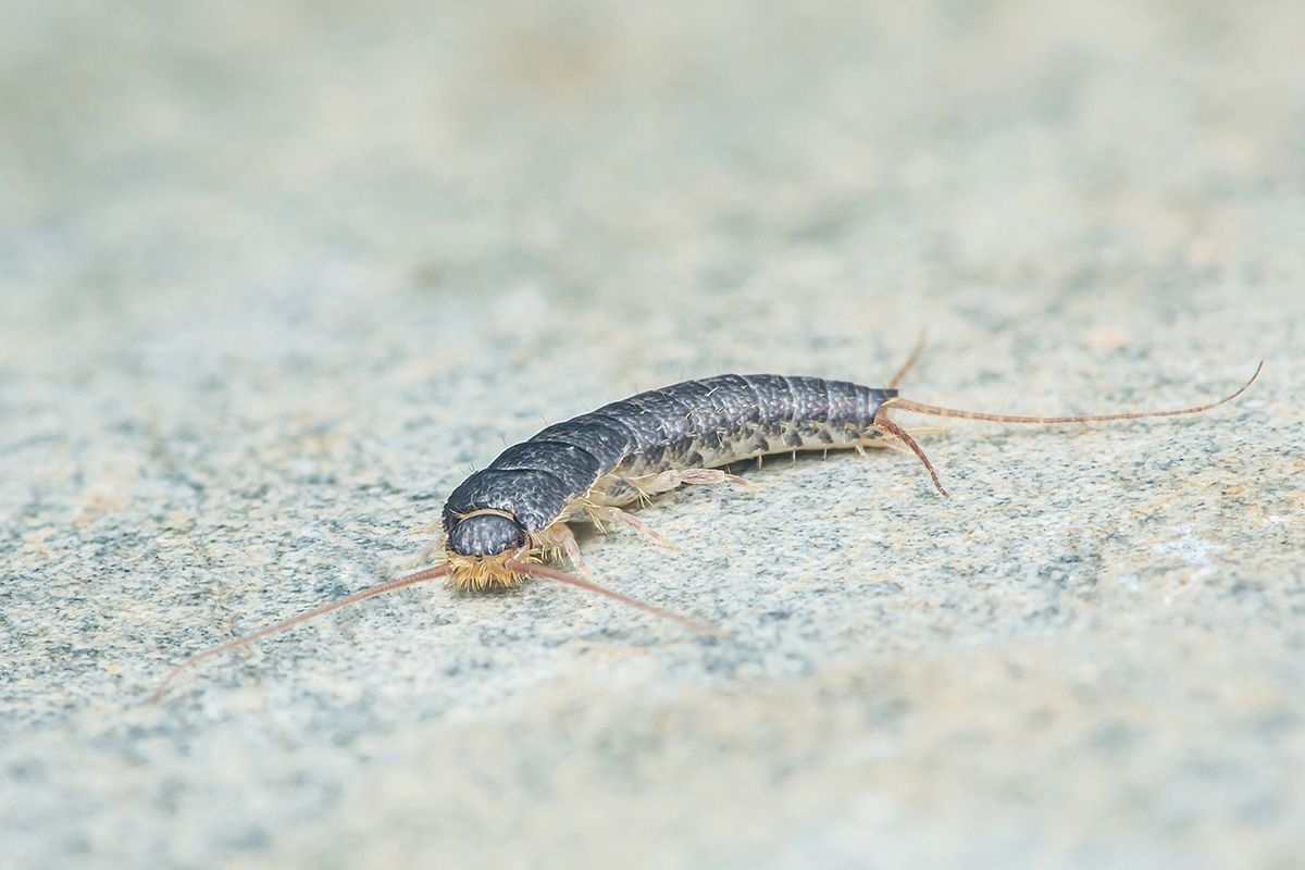 Sølvfisk skadedyr i køkkenet