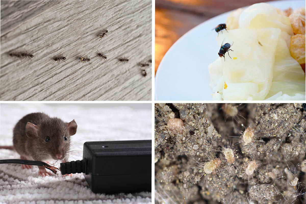 Sådan bekæmper du skadedyr i hjemmet