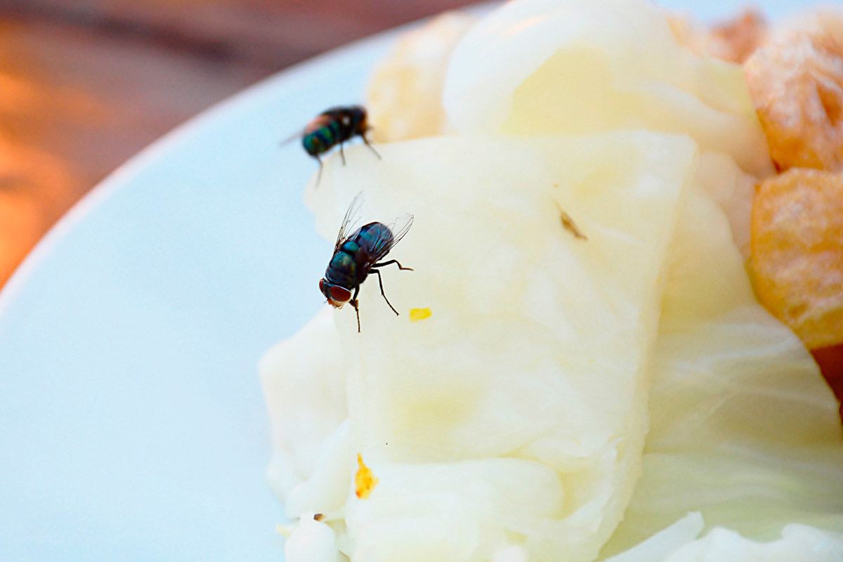 Fluer skadedyr i boliger