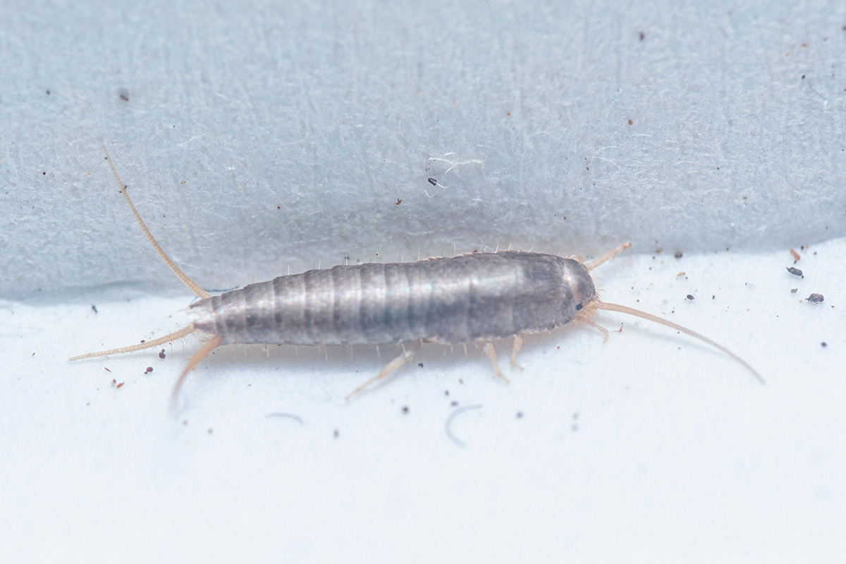 Sølvkre skadedyr i bolig