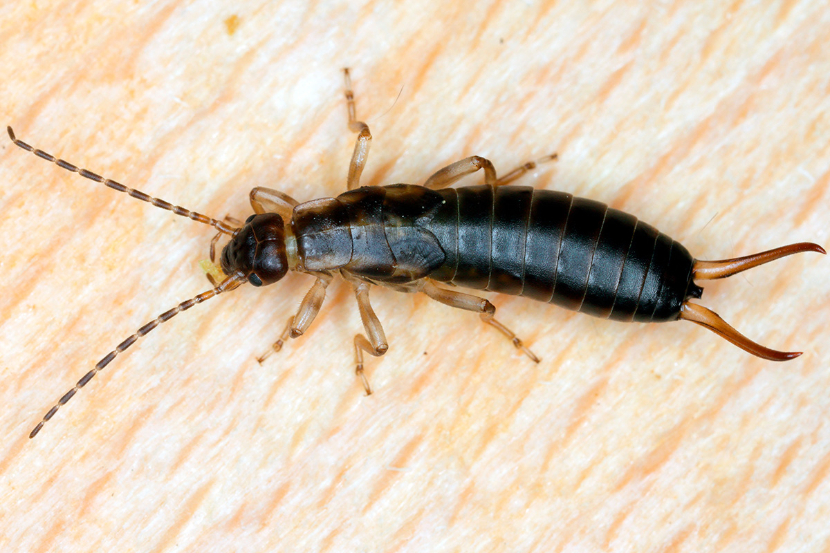 Saksedyr skadedyr i bolig