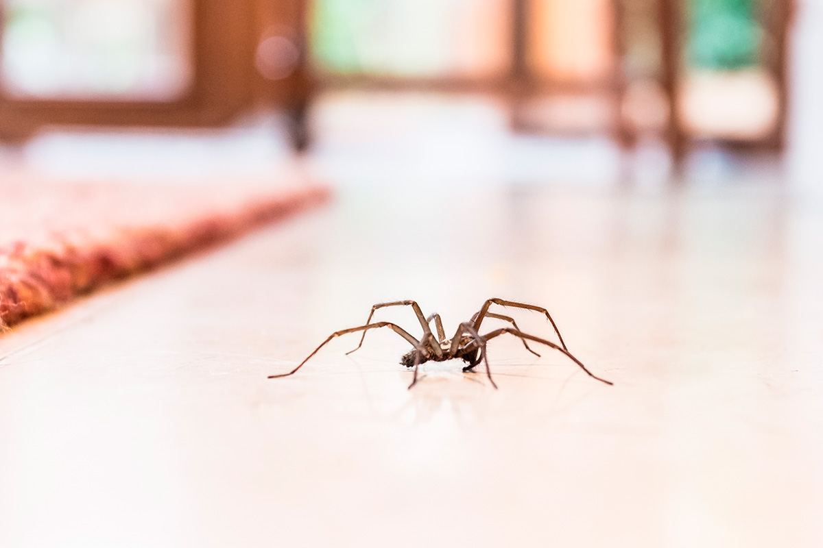 Edderkopper skadedyr i hus