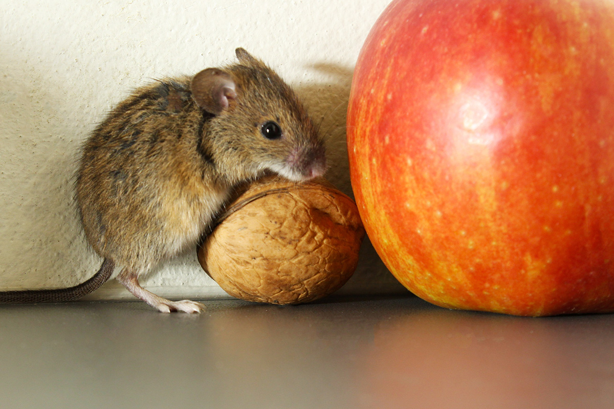 Mus skadedyr i hus