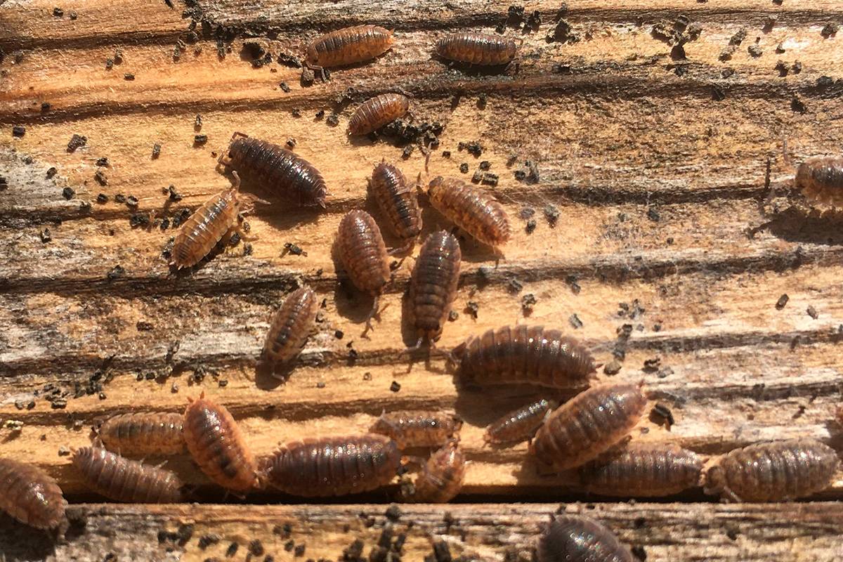 Bænkebidere skadedyr i træværk