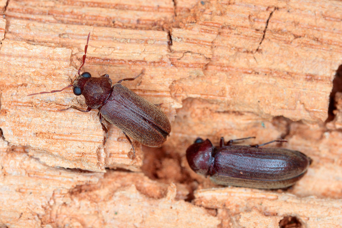 Borebiller skadedyr i træværk