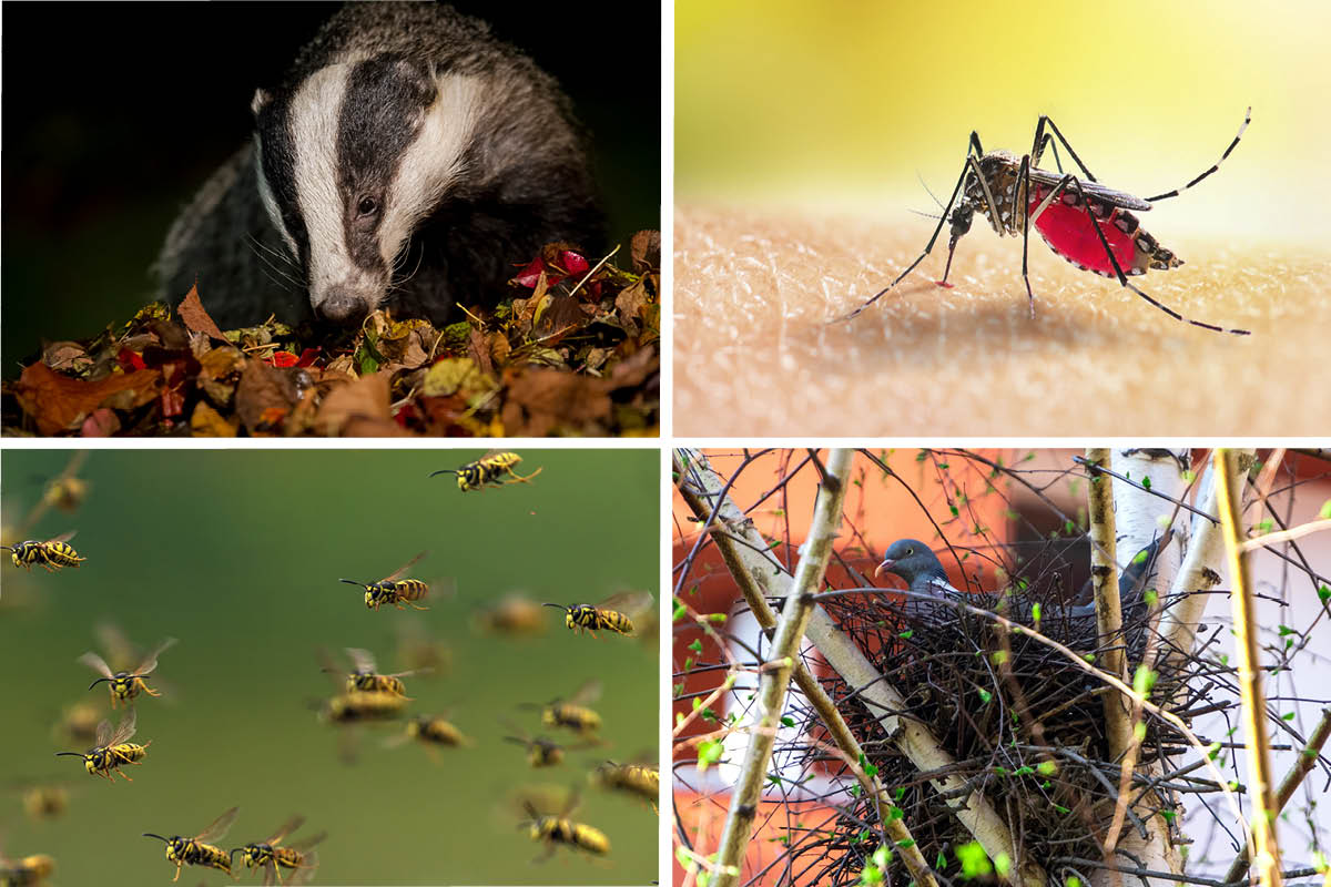 Sådan bekæmper du skadedyr i haven