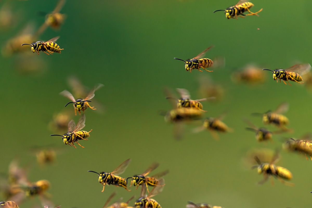 Hvepse skadedyr i haven