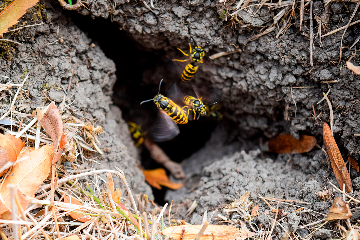 Jordhvepse skadedyr i haven