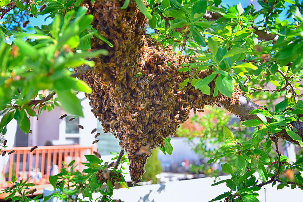 Bisværm skadedyr i haven