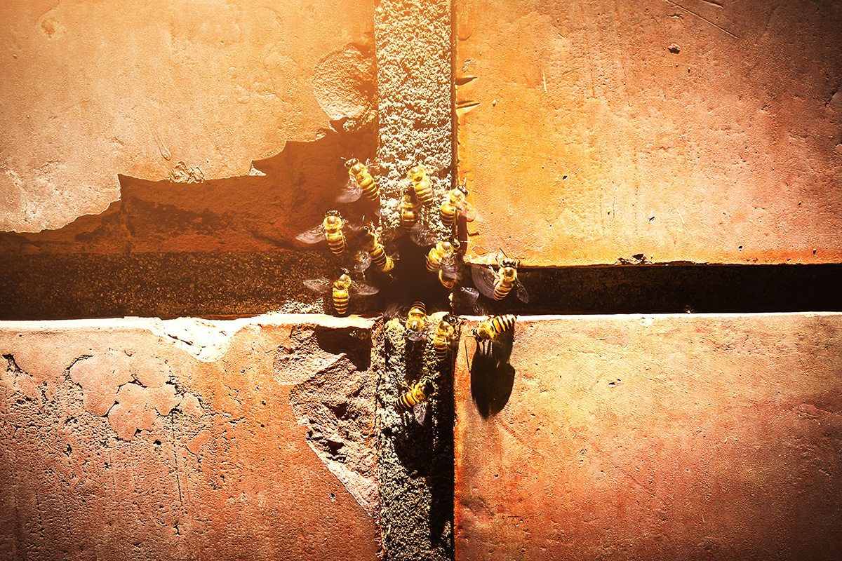 Murbier i murvæg skadedyr i haven