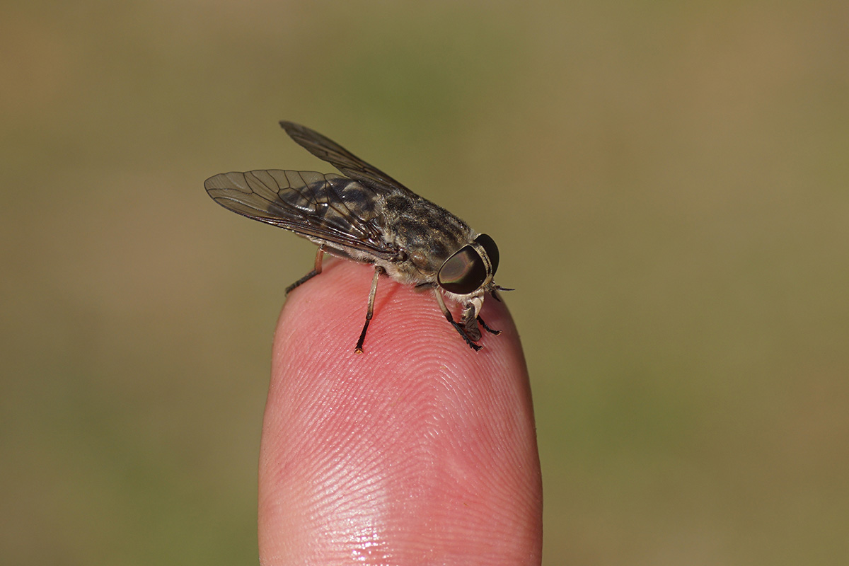 Klæg skadedyr i haven