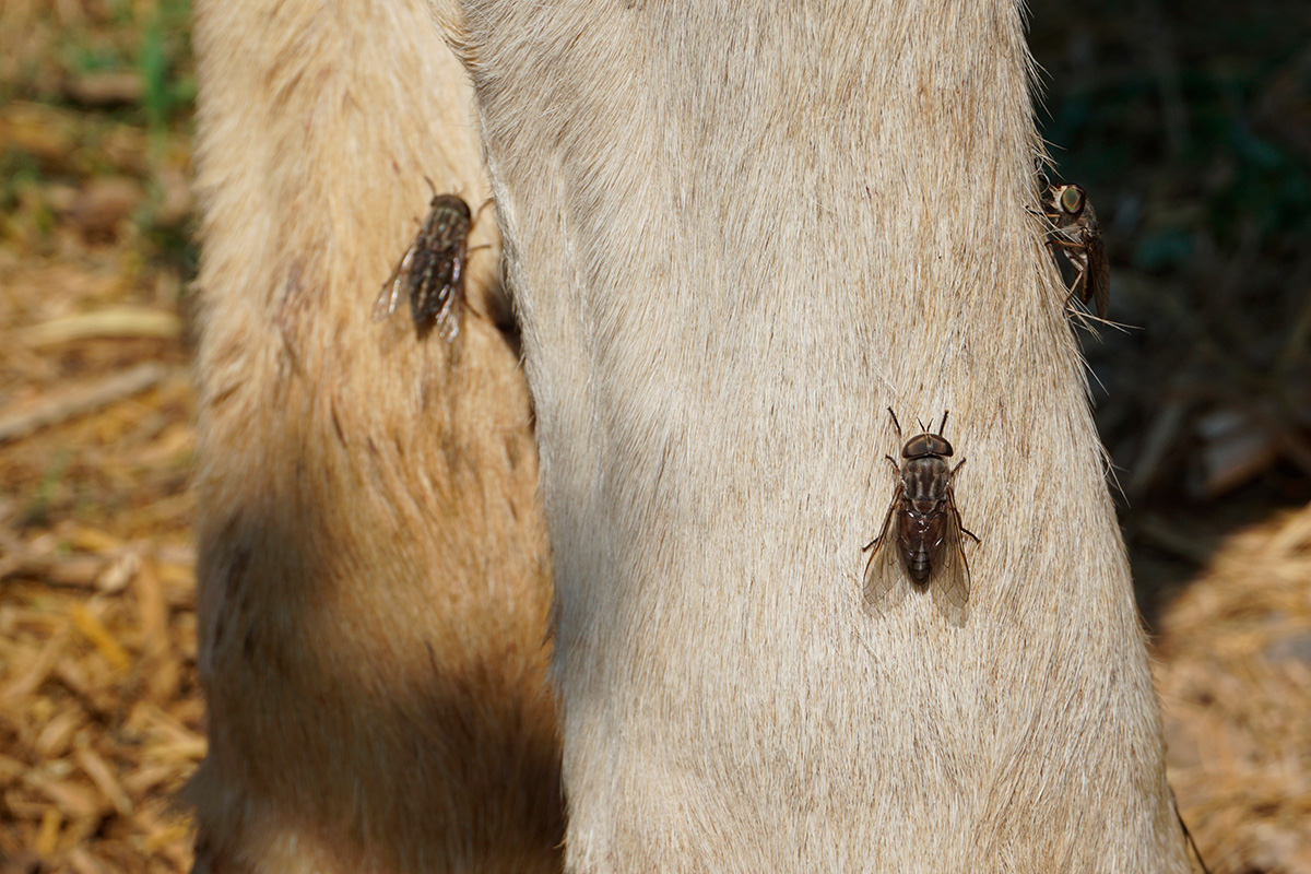 Hestebremser på hest skadedyr i haven